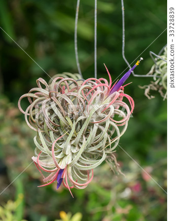 Tillandsia with violet flower. (air plant) Tillandsia with violet flower. (air plant) 33728839