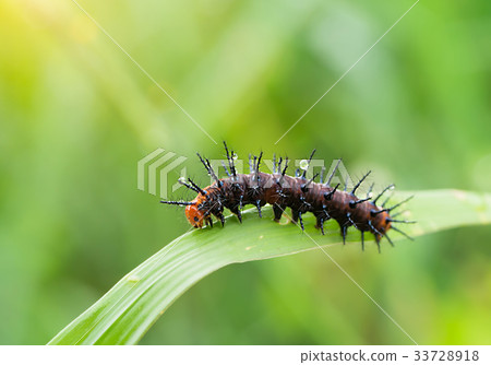 Black Worm on leaves. Black Worm on leaves. 33728918