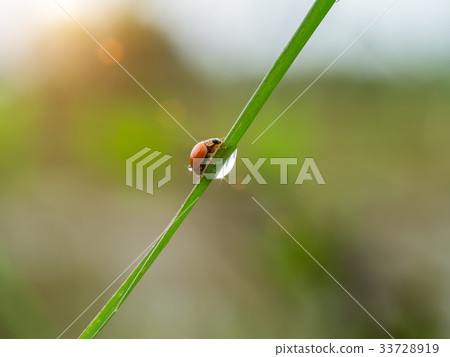 Orange ladybug on grass with water drop. Orange ladybug on grass with water drop. 33728919