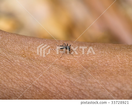 Close-up of a mosquito sucking blood Close-up of a mosquito sucking blood 33728921
