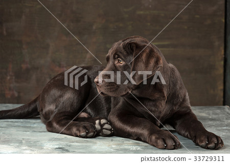 The portrait of a black Labrador dog taken against 33729311