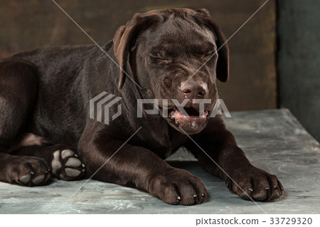 The portrait of a black Labrador dog taken against The portrait of a black Labrador dog taken against 33729320