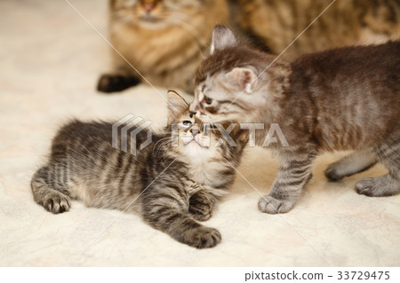 Two kittens and a cat mom Two kittens and a cat mom 33729475