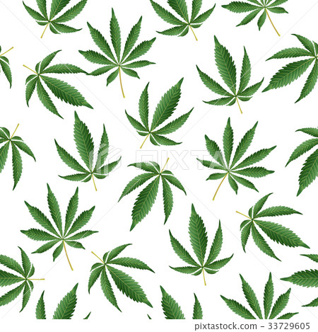 Cannabis Background. Vector Marijuana Seamless Cannabis Background. Vector Marijuana Seamless 33729605