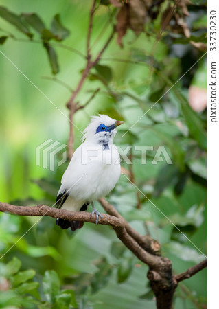 White exotic bird on a branch 33730230