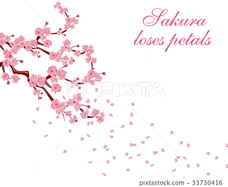 Branches with pink flowers and cherry buds. Sakura Branches with pink flowers and cherry buds. Sakura 33730416
