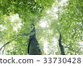 Refreshing forest sunbeams 33730428