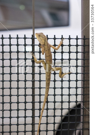 Brown tree lizard holding on fence Brown tree lizard holding on fence 33730564