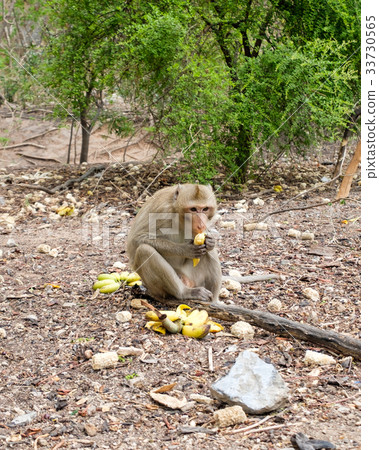 Monkey eating banana in forest Monkey eating banana in forest 33730565