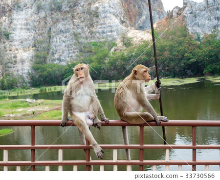 Two young monkeys sitting on rail Two young monkeys sitting on rail 33730566