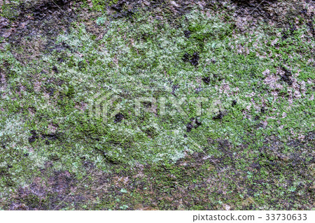 Lichen moss growth on stone in forest 33730633