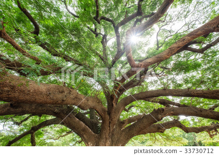 Big rain tree branch shady Big rain tree branch shady 33730712