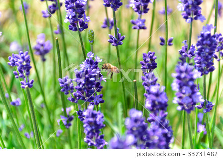 薰衣草和蜜蜂 33731482