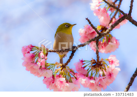 Mejiro Oigakura Sakura 33731483