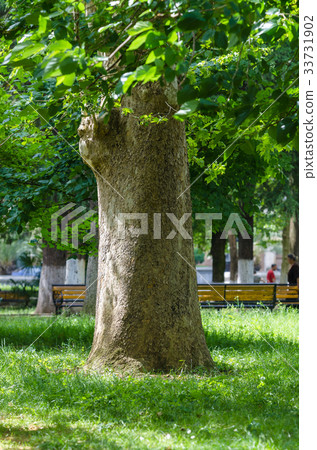 Old big green tree in central park 33731902