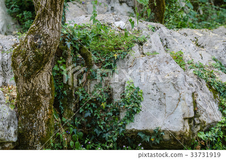 Beautiful tree in rocks. Beautiful closup on wild 33731919