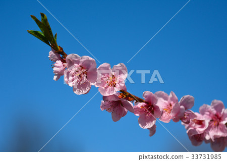 Pink cherry blossom against blue  sky, lovely 33731985
