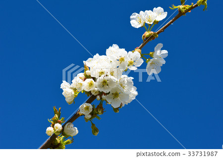 Pink cherry blossom against blue sky, lovely Pink cherry blossom against blue sky, lovely 33731987