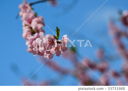 Pink cherry blossom against blue sky, lovely Pink cherry blossom against blue sky, lovely 33731988