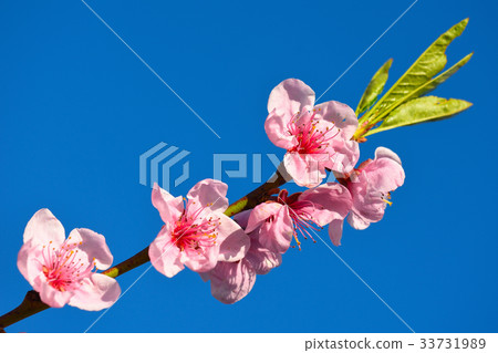 Pink cherry blossom against blue sky, lovely Pink cherry blossom against blue sky, lovely 33731989