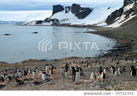 Antarctic penguins 33732331