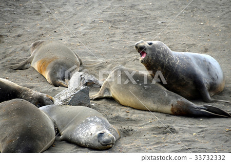 Seals of the Antarctic Peninsula Seals of the Antarctic Peninsula 33732332
