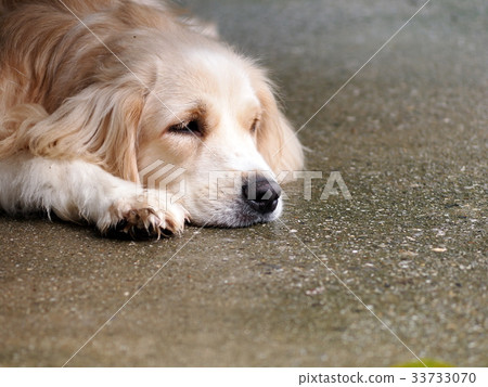 cute lovely white long hair young crossbreed dog cute lovely white long hair young crossbreed dog 33733070