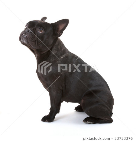 French bulldog isolated French bulldog isolated 33733376