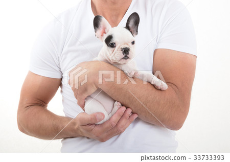 French bulldog puppy French bulldog puppy 33733393
