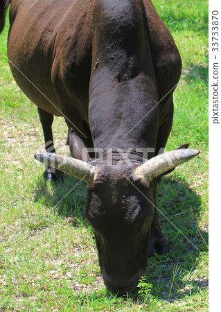 the Cows grazing in a green pasture 33733870