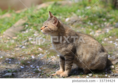 homeless cat at kyoto japan 33734424