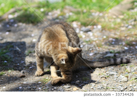 homeless cat at kyoto japan 33734426