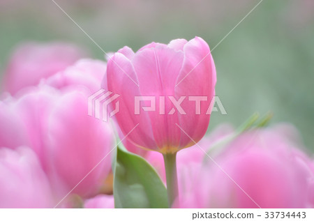 tulips in spring 33734443