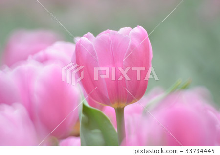 tulips in spring 33734445