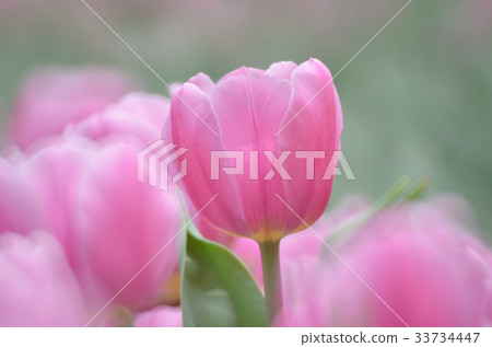 tulips in spring 33734447