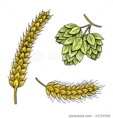 Barley and wheat, malt and hops. Beer of Barley and wheat, malt and hops. Beer of 33734500
