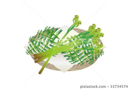 Spring tradition bracken 33734574