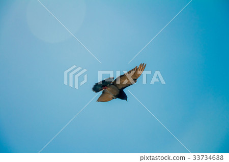 Low angle of a pigeon flying in the sky 33734688