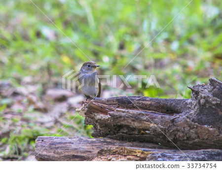 Red-throated Flycatcher (Ficedula albicilla) Red-throated Flycatcher (Ficedula albicilla) 33734754