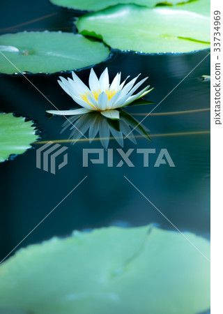 Tropical water lily (water lily) Tropical water lily (water lily) 33734969