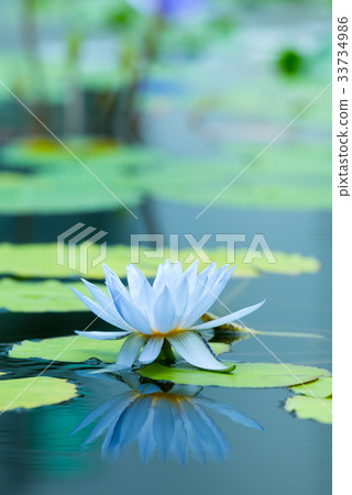Tropical water lily (water lily) 33734986