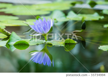 Tropical water lily (water lily) Tropical water lily (water lily) 33734994