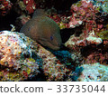 Cuttlefish 33735044