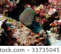 Cuttlefish 33735045