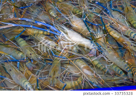 Seafood fresh shrimp with many live clams. 33735328