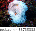 Anemone fish 33735332