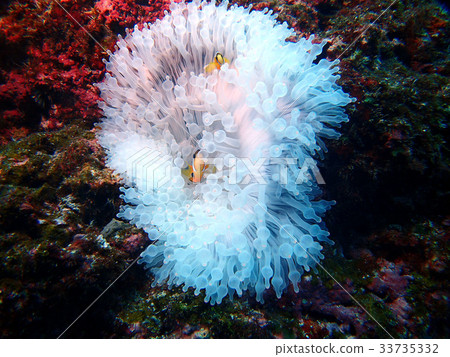 Anemone fish Anemone fish 33735332