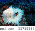 Anemone fish 33735334