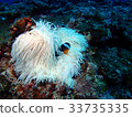 Anemone fish 33735335