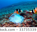 Anemone fish 33735339